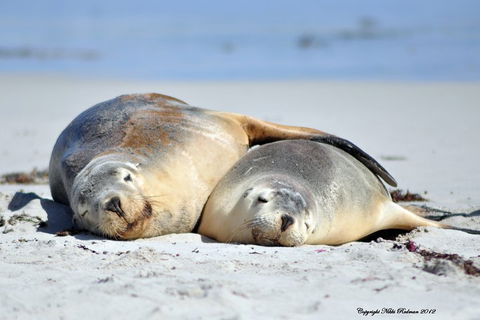 NEW TOUR - Kangaroo Island Road To Recovery Tour (1 Day/1 Night) - Schoolies Week Accommodation 1