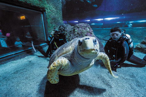 Dive With Sharks At AQWA - Schoolies Week Accommodation 2