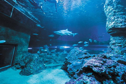 Dive With Sharks At AQWA - Schoolies Week Accommodation 3