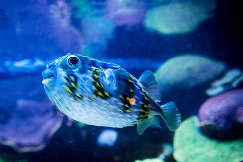 Dive With Sharks At AQWA - Schoolies Week Accommodation 4