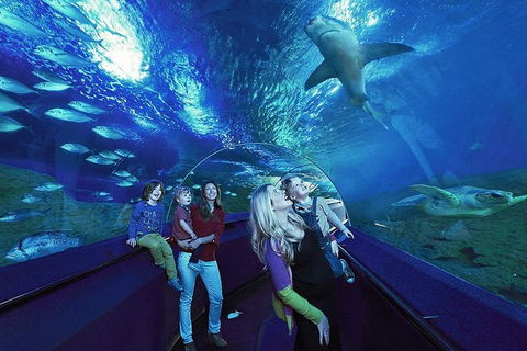 Dive With Sharks At AQWA - Schoolies Week Accommodation 5