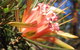 Small-Group Blue Mountains Tour With Bush Walks And Featherdale Wildlife Park - thumb 4