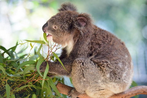 Blue Mountains Private Tour From Sydney With Featherdale Park - Schoolies Week Accommodation 2