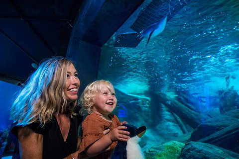 SEA LIFE Sunshine Coast Aquarium Entrance Ticket - Schoolies Week Accommodation 0
