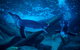 SEA LIFE Sunshine Coast Aquarium Entrance Ticket - thumb 1