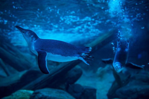 SEA LIFE Sunshine Coast Aquarium Entrance Ticket - Schoolies Week Accommodation 1