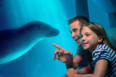 SEA LIFE Sunshine Coast Aquarium Entrance Ticket - Schoolies Week Accommodation 2