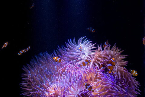 SEA LIFE Sunshine Coast Aquarium Entrance Ticket - Schoolies Week Accommodation 4