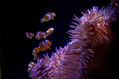 SEA LIFE Sunshine Coast Aquarium Entrance Ticket - Schoolies Week Accommodation 5