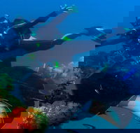 Scuba Dive the S.S. Yongala Wreck on the Great Barrier Reef. - Schoolies Week Accommodation